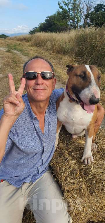 Собаки в Геленджике: Предлагаем прекрасного кобеля к вязке Мальчик, Бесплатно - фото 9