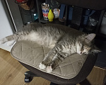 Кошки в Москве: Котенок в добрые руки Девочка, Бесплатно - фото 1