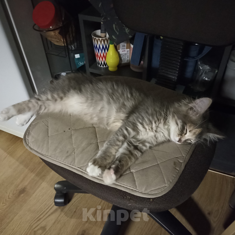 Кошки в Москве: Котенок в добрые руки Девочка, Бесплатно - фото 1