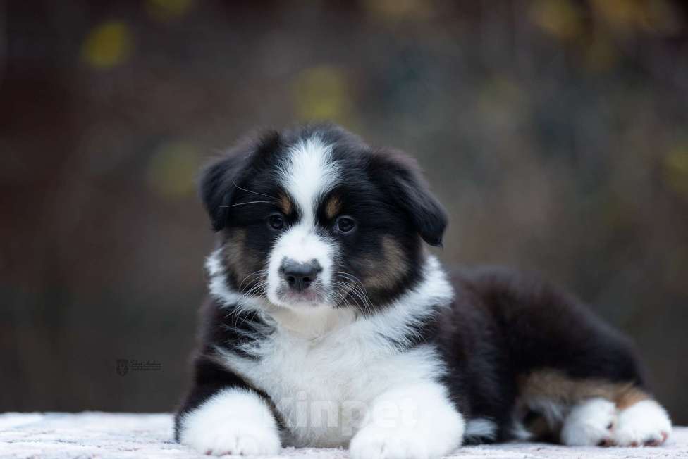 Собаки в Москве: Миниатюрная американская овчарка (мини-аусси) Девочка, 100 000 руб. - фото 2