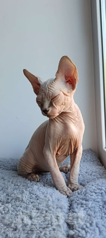 Кошки в Нефтекамске: Котенок Эльф- страйт!  Мальчик, 25 000 руб. - фото 4