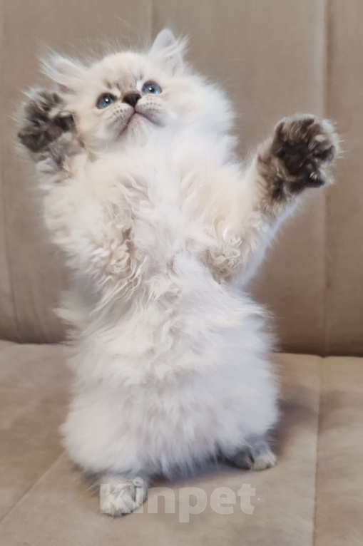 Кошки в других городах Московской области: Мальчик Кубик Мальчик, 80 000 руб. - фото 3