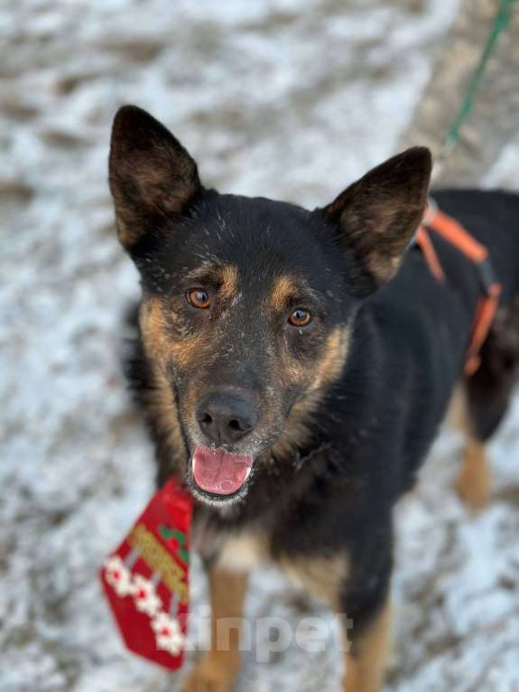 Собаки в Москве: Рон Мальчик, Бесплатно - фото 1