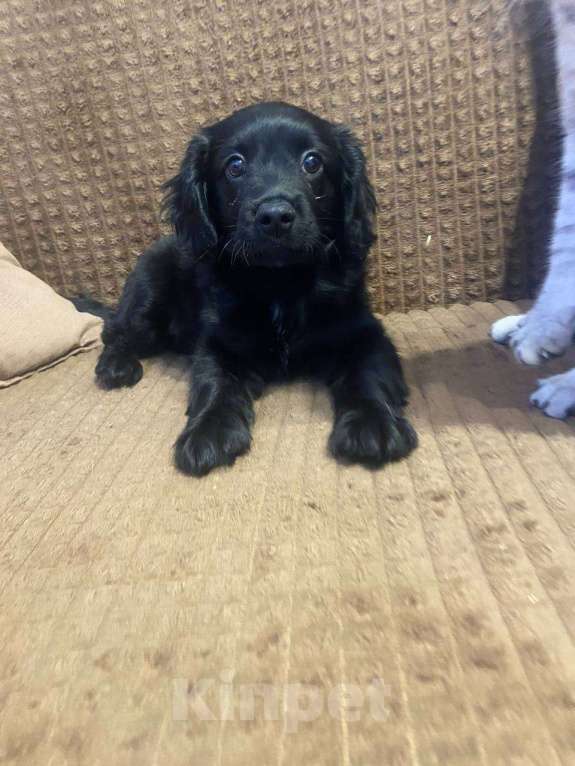 Собаки в Челябинске: Продаю щенка Мальчик, 25 000 руб. - фото 1