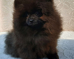 Собаки в Челябинске: Померанский шпиц Мальчик, 45 000 руб. - фото 1