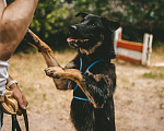 Собаки в Москве: Щенок Сальвадор ищет дом Мальчик, Бесплатно - фото 6
