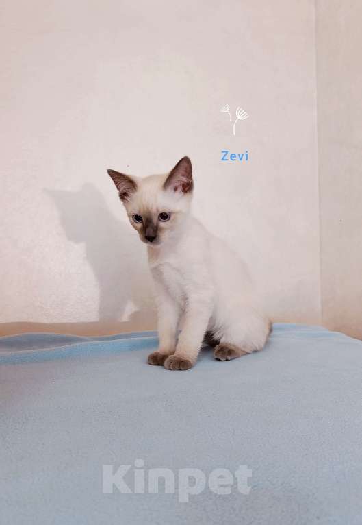 Кошки в Красногорске: Меконгский бобтейл , котята  Мальчик, 45 000 руб. - фото 3