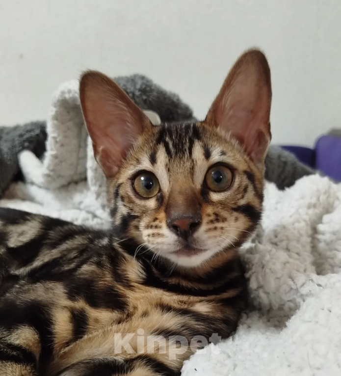 Кошки в Ярославле: Бенгальский котенок Девочка, Бесплатно - фото 3