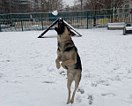 Собаки в Москве: В добрые руки Мальчик, Бесплатно - фото 1