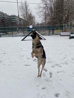 Объявление: В добрые руки, Бесплатно, Москва