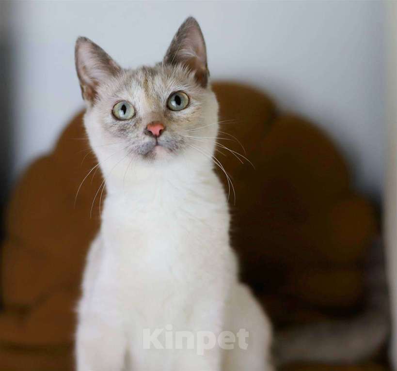 Кошки в Балашихе: Айоли Девочка, Бесплатно - фото 3