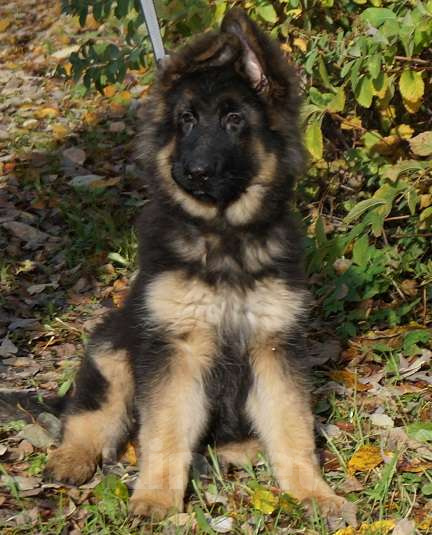 Собаки в Санкт-Петербурге: Щенок длинношерстной немецкой овчарки Мальчик, 60 000 руб. - фото 3