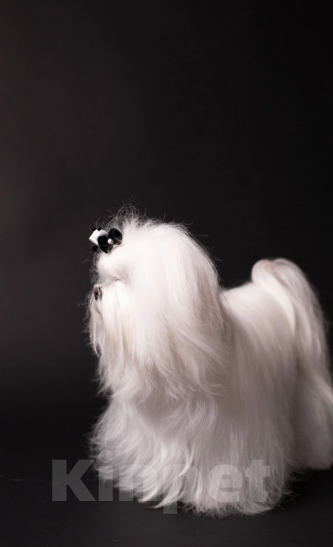 Собаки в Сочи: Красавцы мальчики  мальтезе Мальчик, 50 000 руб. - фото 9