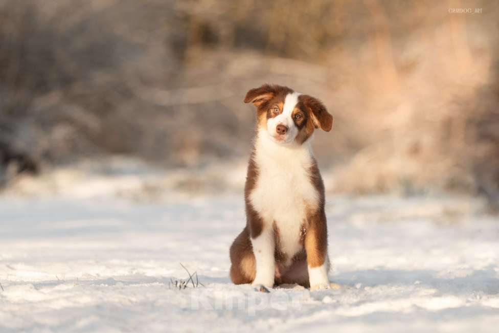 Собаки в Москве: Австралийская овчарка щенок  Мальчик, 45 000 руб. - фото 2