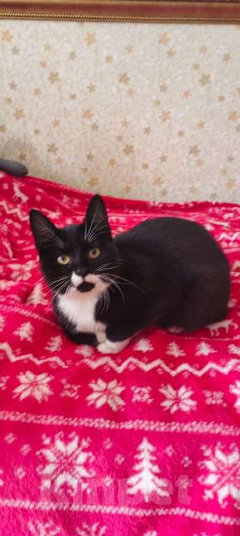 Кошки в Хабаровске: СРОЧНО Котенок в добрый руки Мальчик, Бесплатно - фото 2