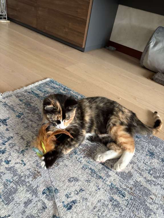 Кошки в Москве: Котенок Яшма Девочка, Бесплатно - фото 2