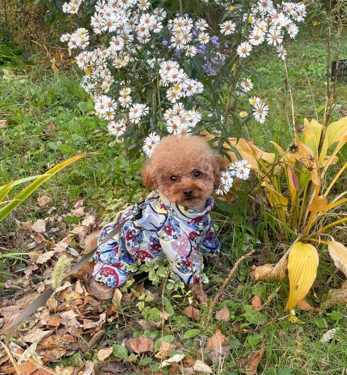 Собаки в Москве: Щенки Мальтипу F2 Девочка, Бесплатно - фото 4