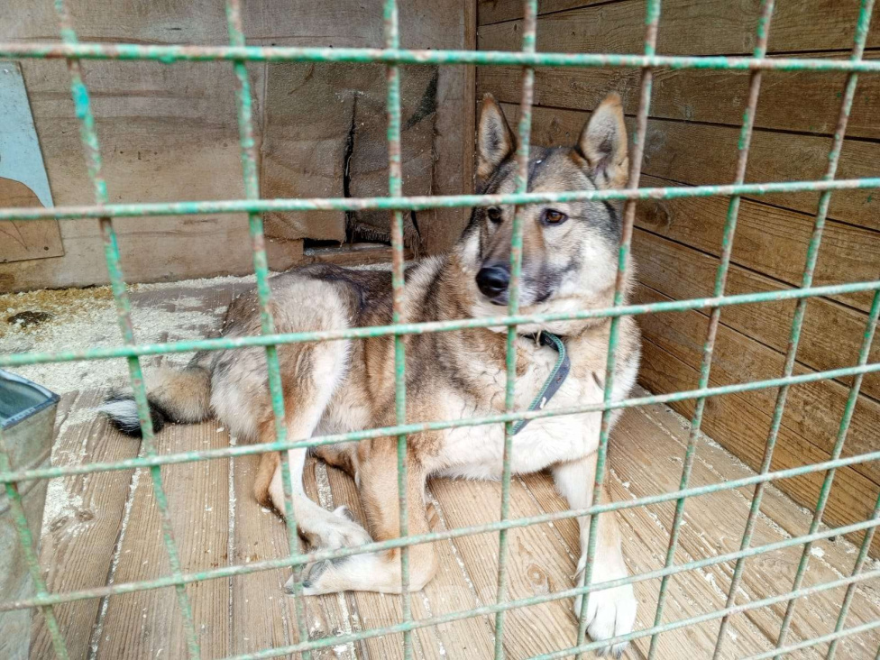 Собаки в Москве: Акела Мальчик, Бесплатно - фото 4