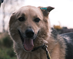 Собаки в других городах Московской области: Активная Шоколадка ищет семью Девочка, Бесплатно - фото 3