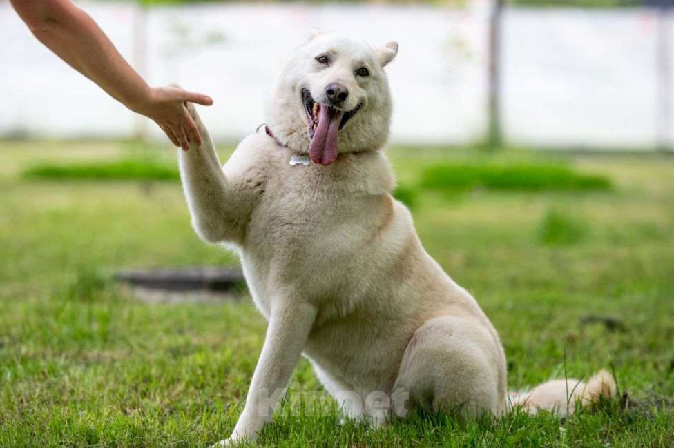 Собаки в Балашихе: Самый лучший компаньон. Белка.  Девочка, Бесплатно - фото 3