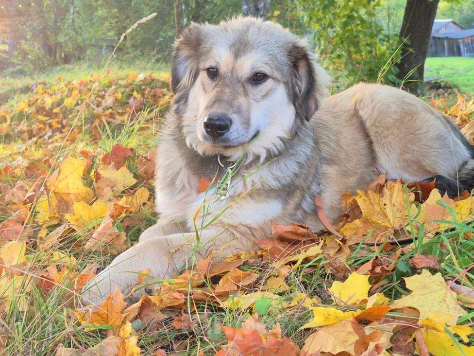 Собаки в Москве: Милашка Буся ждëт тебя.  Девочка, Бесплатно - фото 7