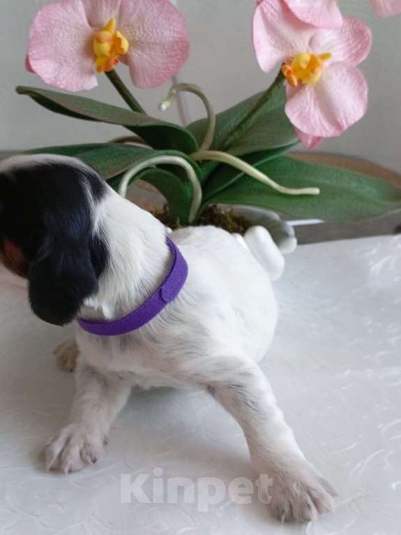 Собаки в Москве: Русский охотничий спаниель мальчик Мальчик, 50 000 руб. - фото 9