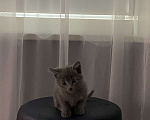 Кошки в Мытищах: Котейка Мальчик, 1 руб. - фото 1