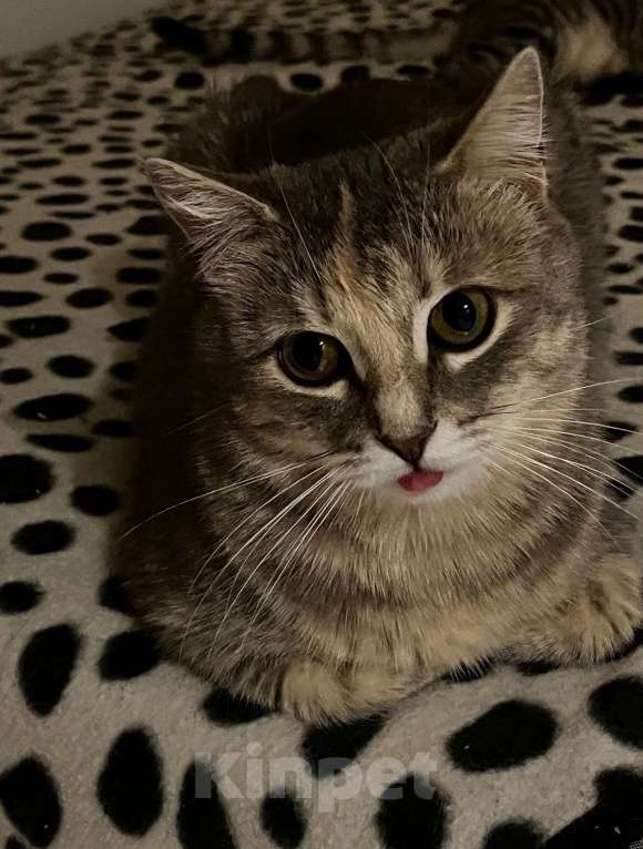 Кошки в Москве: Брусничка ищет новый дом! Девочка, Бесплатно - фото 3