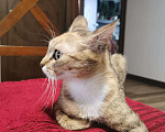 Кошки в Одинцово: Отдадим кошку в добрые руки Девочка, Бесплатно - фото 6