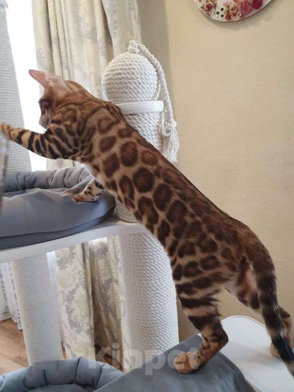 Кошки в Москве: Бенгальский котенок Мальчик, 50 000 руб. - фото 3