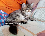 Кошки в Волхове: Сибирский котенок с документами, девочка  Девочка, Бесплатно - фото 3