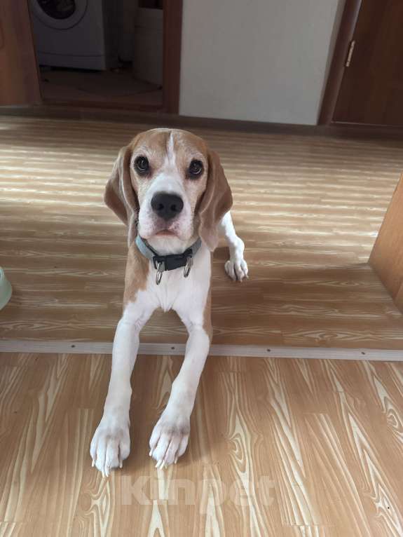 Собаки в Нижнекамске: Бигль 4 года Девочка, 15 000 руб. - фото 3