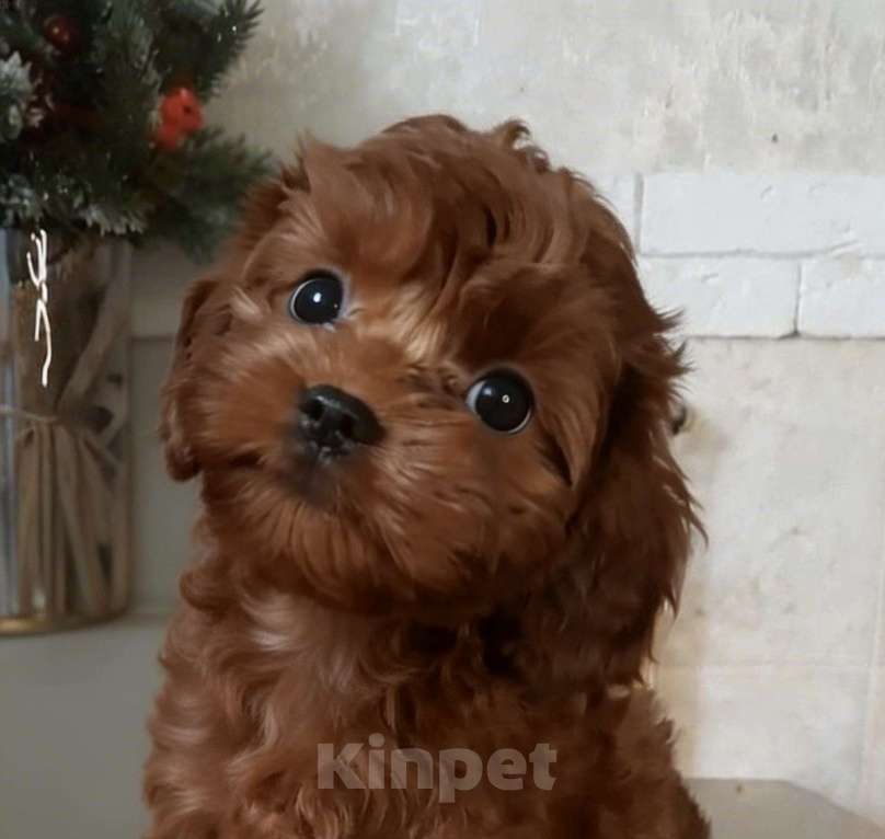 Собаки в Москве: Милая Девочка тедди пудель Девочка, Бесплатно - фото 1