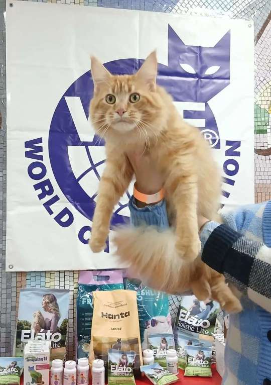 Кошки в Москве: Красивенные Мейн кун Девочка, 18 000 руб. - фото 8