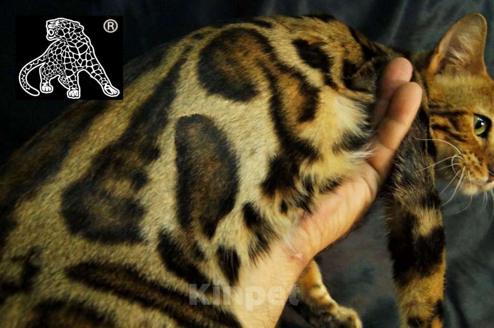 Кошки в Петропавловске-Камчатском: Бенгальский котенок. ШОУ класс Девочка, Бесплатно - фото 8