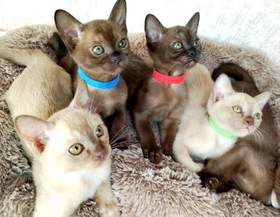 Кошки в Ковровом: Флер де лилу г Девочка, Бесплатно - фото 5