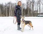 Собаки в Москве: Бэзил в добрые руки Мальчик, Бесплатно - фото 5