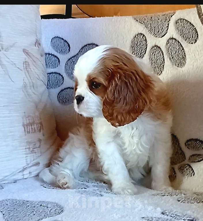 Собаки в Москве: Мальчик кавалерчик Мальчик, Бесплатно - фото 2