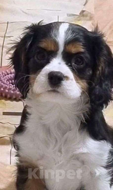 Собаки в других городах Калининградской области: Кавалер Кинг Чарльз Спаниель Мальчик, 38 000 руб. - фото 1