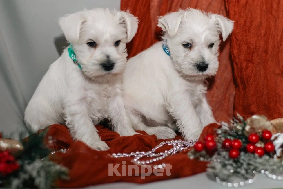 Собаки в Краснодаре: Цвергшнауцер. Щенок  Мальчик, 60 000 руб. - фото 3