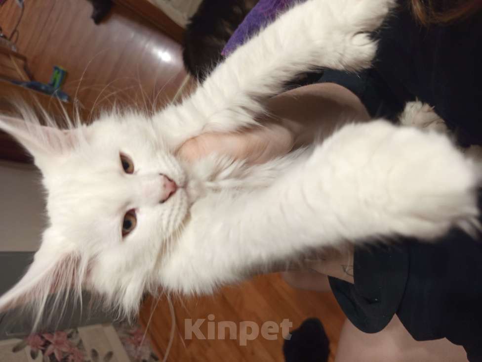 Кошки в других городах Ленинградской области: Девочка Мейн Кун polidakt Девочка, 25 000 руб. - фото 5