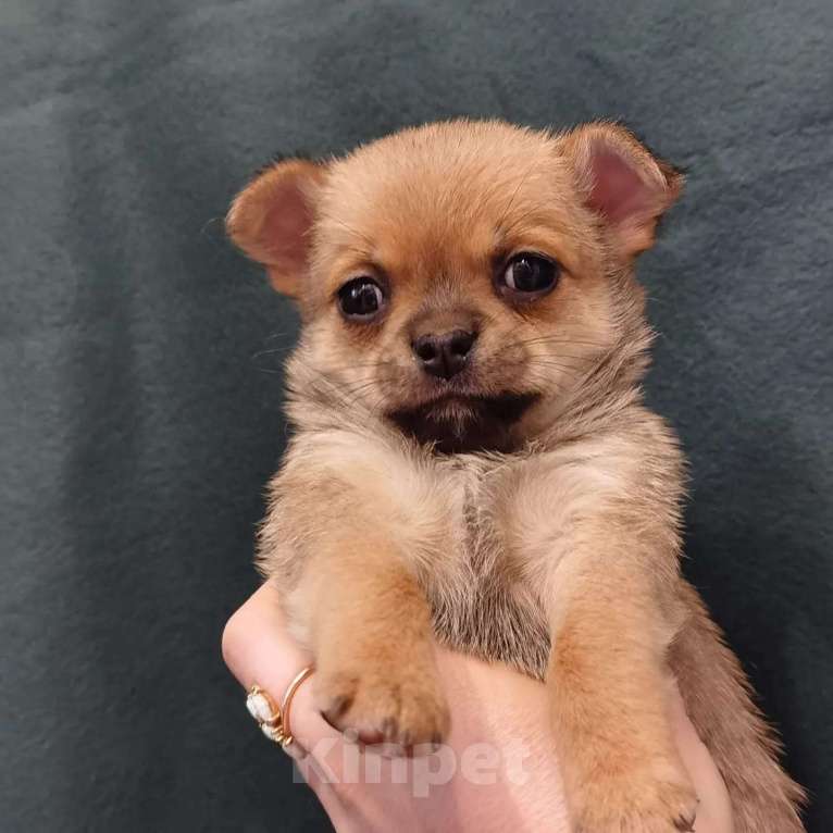 Собаки в Ростове-на-Дону: Микро крошки Чихуахуа Девочка, Бесплатно - фото 3