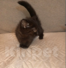 Кошки в Москве: Котенок с короткими лапками Разнополые, 29 900 руб. - фото 3