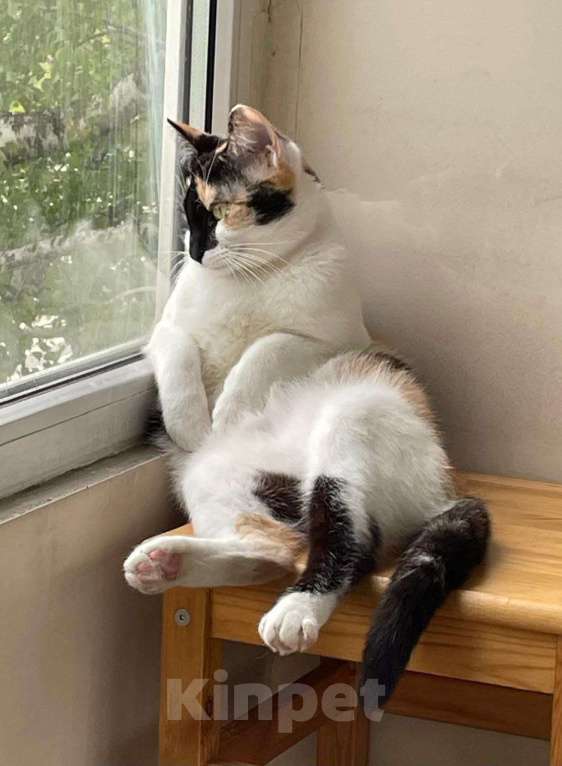 Кошки в Москве: Китти, кошка в сердечках Девочка, Бесплатно - фото 4