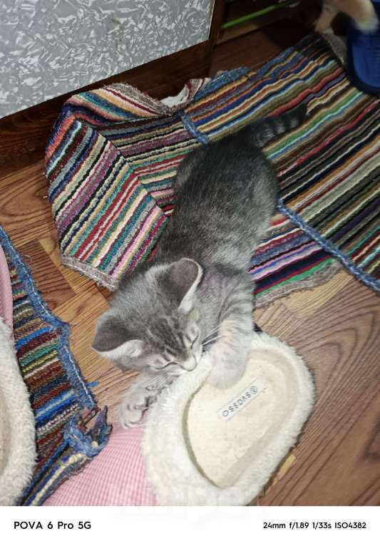 Кошки в других городах Московской области: Отдам в добрые руки двух котят, Бесплатно. Помогите не умереть от аллергии!!! Мальчик, Бесплатно - фото 5