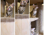 Кошки в Теберде: Бенгальские котята, 10 руб. - фото 3
