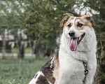 Собаки в Москве: Спокойная умница Плюша ищет дом! Девочка, Бесплатно - фото 2
