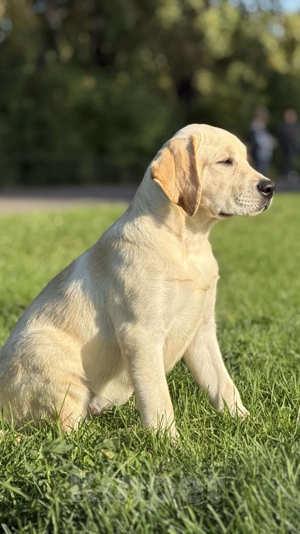 Собаки в Черногорске: Щенок лабрадора РКФ Девочка, 120 000 руб. - фото 2