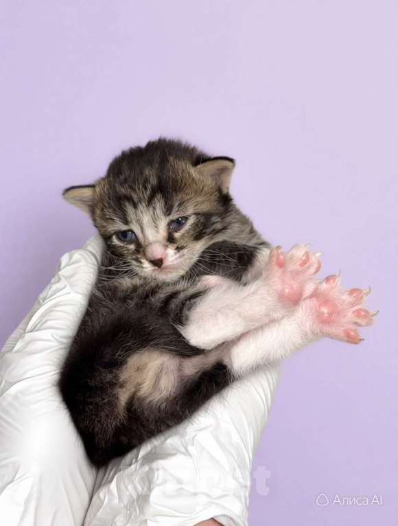 Кошки в Санкт-Петербурге: Котята мальчики под бронь! И мамочка тоже. супер ласковая. Мальчик, Бесплатно - фото 6