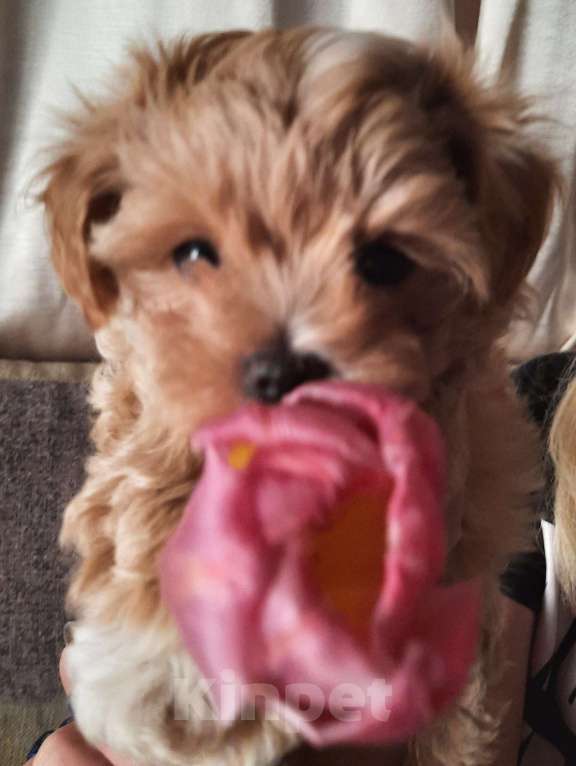 Собаки в Новороссийске: Предлогая мини мальтипу Мальчик, 80 000 руб. - фото 3